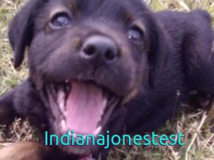 Indianajonestest
