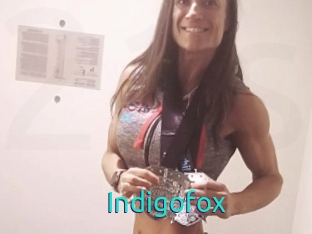 Indigofox